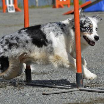 TORNEIG SOCIAL D’ESTIU DEL CLUB D’AGILITY CÀNIC