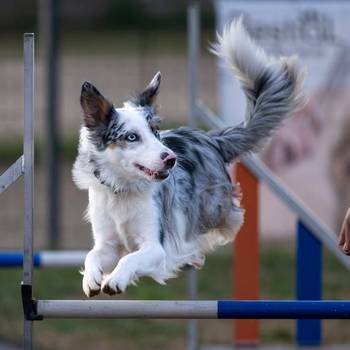 Club Agility Canic