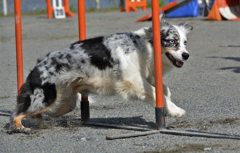 TORNEIG SOCIAL D’ESTIU DEL CLUB D’AGILITY CÀNIC