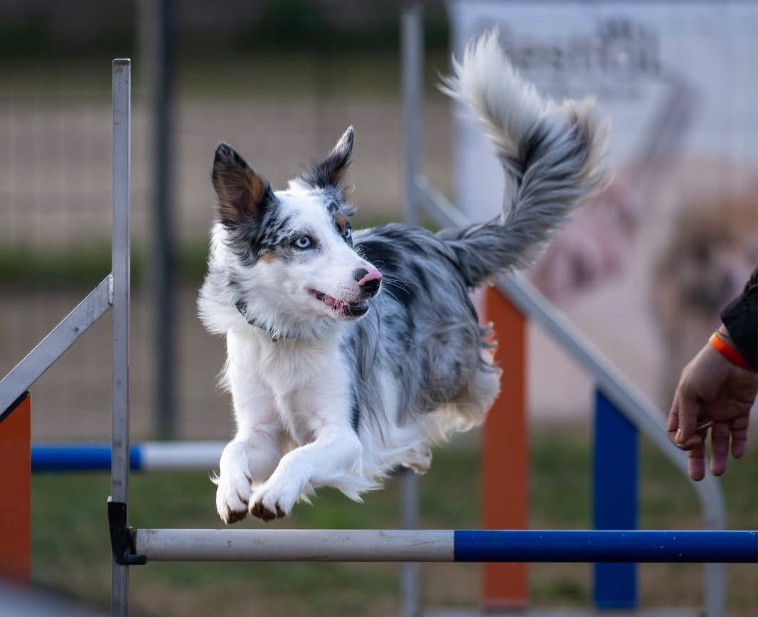 Club Agility Canic